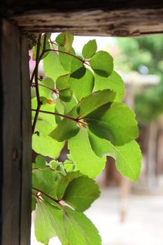 green branches in the doorway of a village house