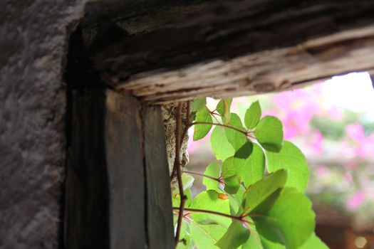 green branches in the doorway of a village house

