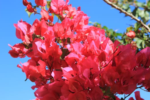 beautiful pink flowers against a bright blue sky






























