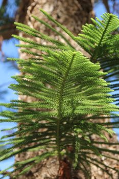 branches of green coniferous tree on a background of blue sky
