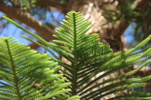 branches of green coniferous tree on a background of blue sky