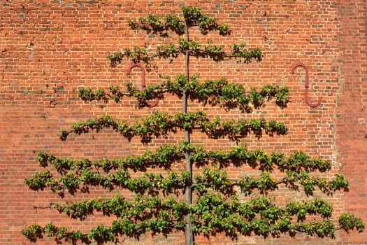 Large fruit tree trained on brick wall