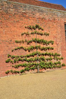 Apple tree trained on red brick Wall