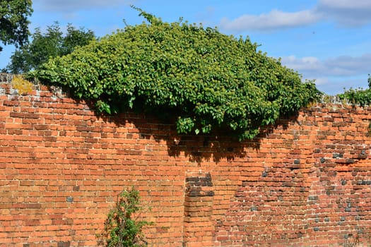 Green Hedge on Brick Wall