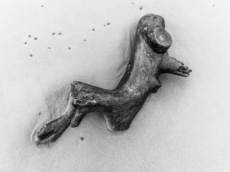 Driftwood on a sand beach in black and white