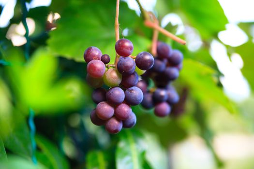 fresh green grape in natur macro