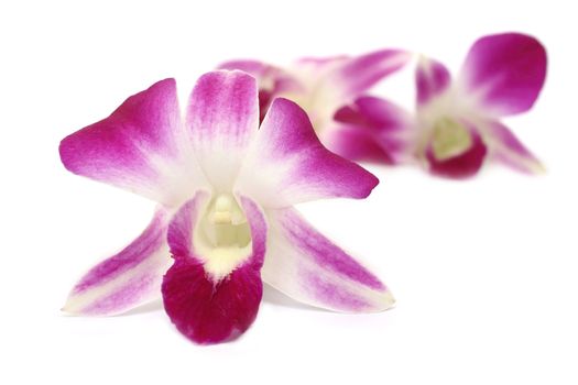 Close up pink orchid isolated on white background