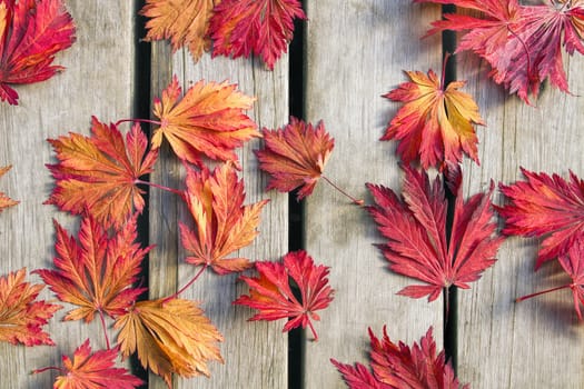 Japanese Maple Tree Leaves on Wood Deck Background in Fall Season