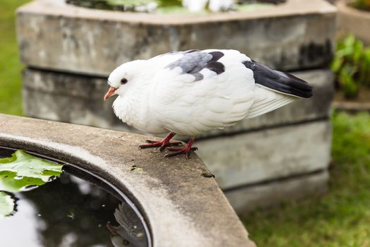 A pigeon resting on the wall in garden