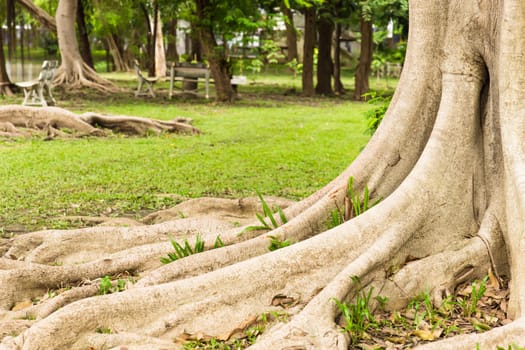 Root tree in garden.
