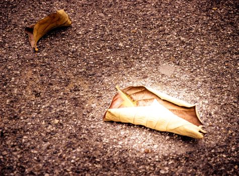 Alone - Dried leaves on the stone wall