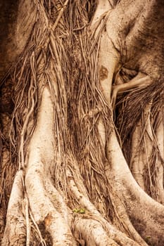 Close-up of a Banyan interlaced roots in garden.