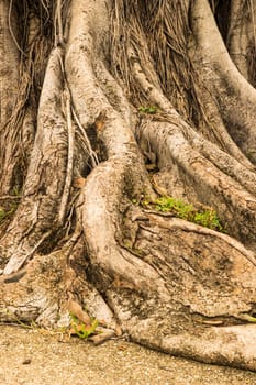 Close-up of a Banyan interlaced roots in garden.