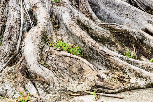 Close-up of a Banyan interlaced roots in garden.