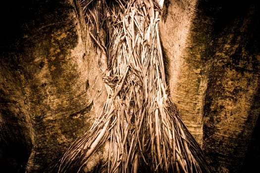 Close-up of a Banyan interlaced roots in garden.