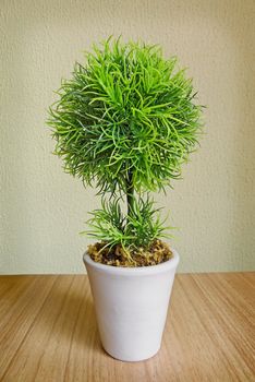 Small tree in a white pot