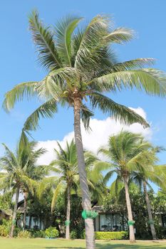 Coconut trees in a garden with clear sky