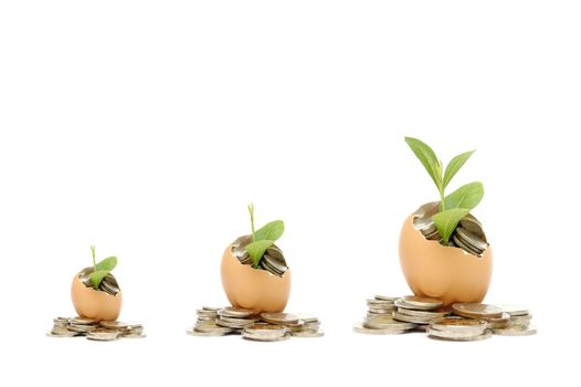 Money tree growing from the coins inside egg.  Money financial concept