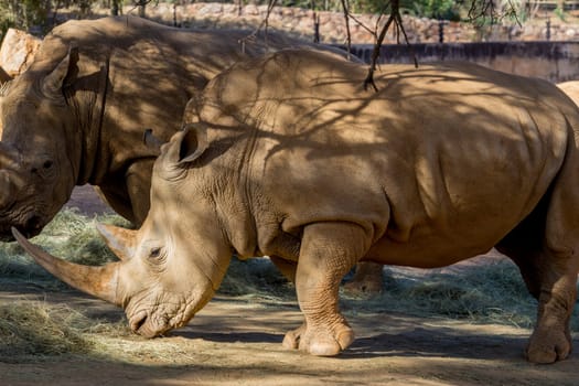 Two large adult rhinos with large horns eating dry hay