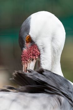 A white Wattled Crane of the Gruidae Family named for the  red wattle below its bill