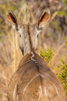 View of a female Bushbuck with big ears viewed from behind