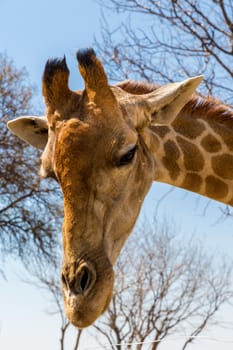 A closeup shot of the head of young giraffe