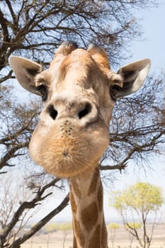 A head shot of a giraffe looking straight into the camera