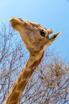 A closeup shot of young giraffe with a long neck