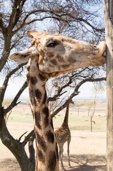 A young tall giraffe kissing a wooden telephone pole with its lips