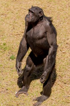 Male adult chimp communicating with facial expression and hand gestures