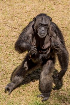 A female chimp carrying her child on her stomach