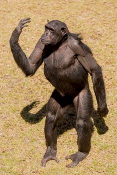 Male adult chimp communicating with facial expression and hand gestures