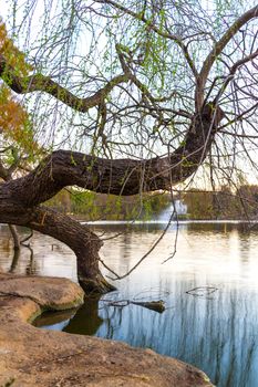 A tree growing on the edge of zoo lake in Johannesburg, South Africa