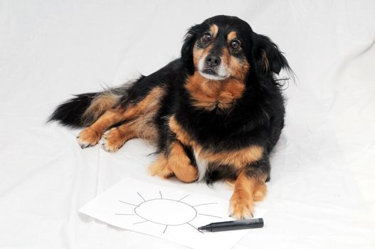 One Female Old Black Dog Drawing on a White Paper