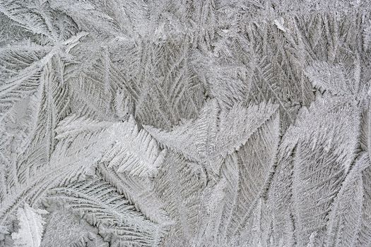 Frost flower - macro of the frosting