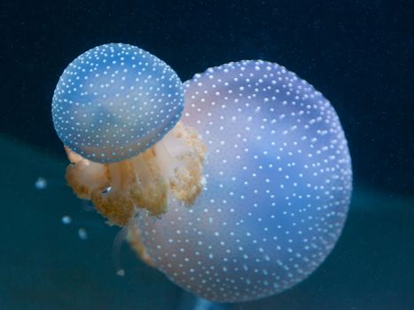 Big poisonous jellyfishes floating in the depth of the ocean