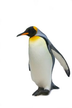 Big imperial penguin, it is isolated, a white background