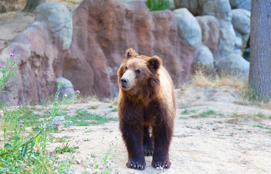 Big Kamchatka brown bear among stones in the wood