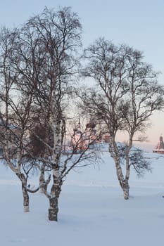 Winter trees against the Solovki monastery, Russia