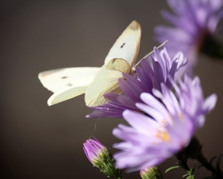 butterfly on flower nature scene