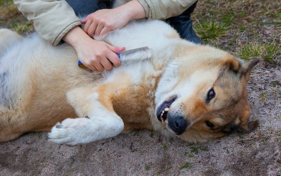 Dog care. Outdoors  combing wool