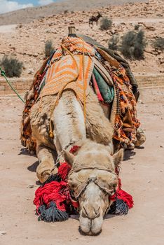 camels in nabatean petra jordan middle east