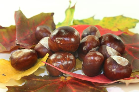 freshly picked chestnuts against white background