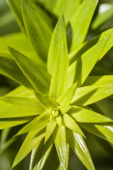 Detail of the tip of the branch of Araucaria bidwillii tree