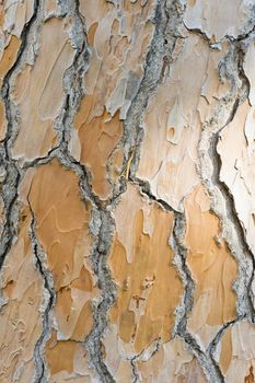 Detail of bark of Mediterranean pine trunk, Pinus pinea