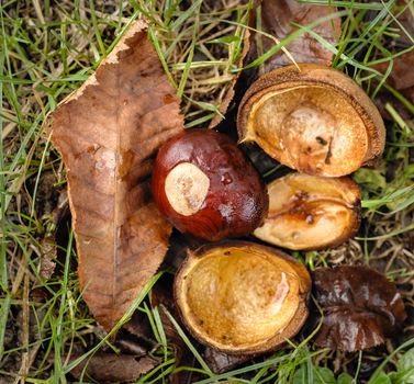 horse chestnut seed of the Hippocastanum tree in Autumn