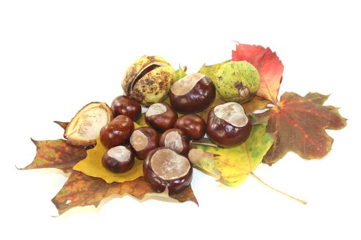 horse chestnuts with autumn leaves on a light background