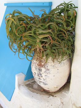cactus pot with blue dorr, Greece