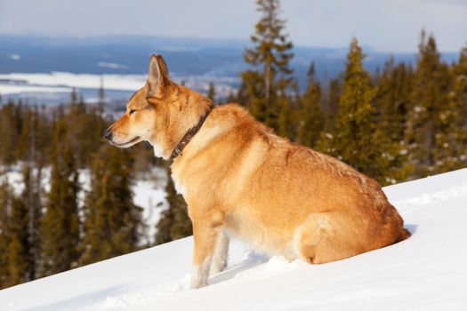Portrait of a red dog in the mountains of white snow on a background of pine forest