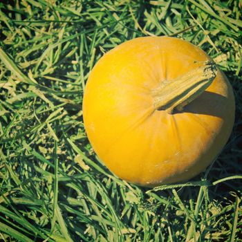 Pumpkin in the garden with retro filter effect